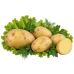 Картофель Адретта Картофель Адретта