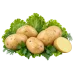 Картофель Гала Картофель Гала